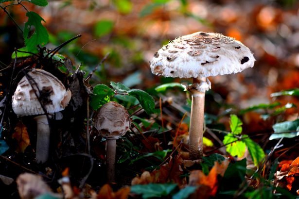 Quel est donc ce champignon ? - Guide nature